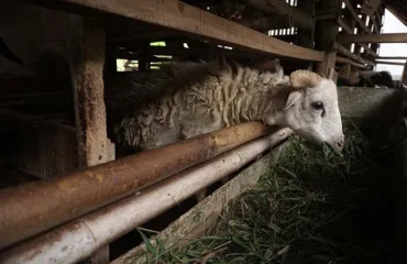 Dengan 5000 Rupiah Kamu Bisa BerQurban